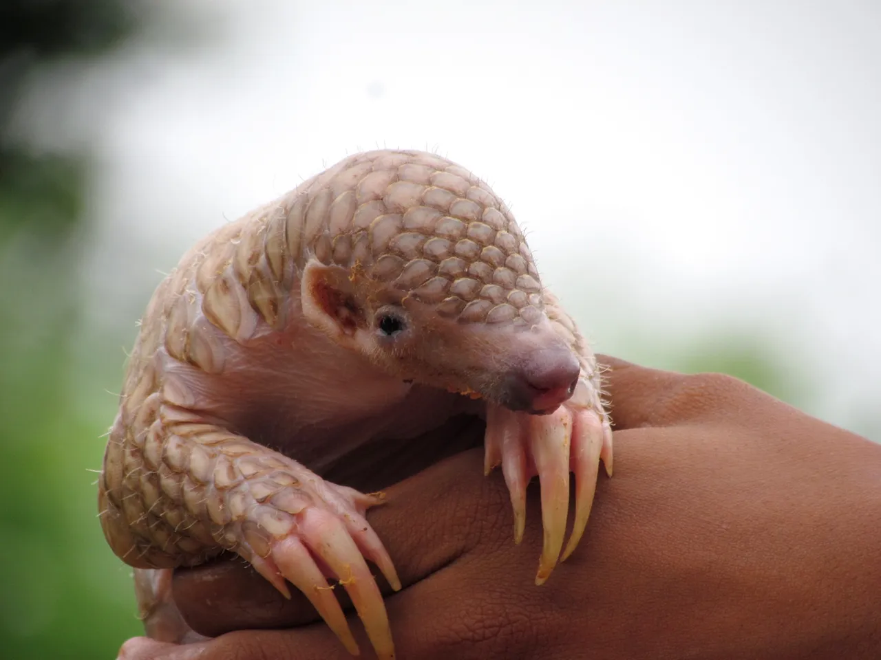 Travel pangs for pangolins — Shutterstock