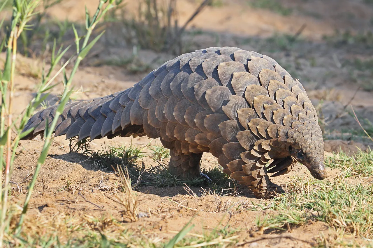 Travel pangs for pangolins